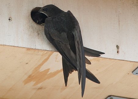 Mauersegler am Nistkasten